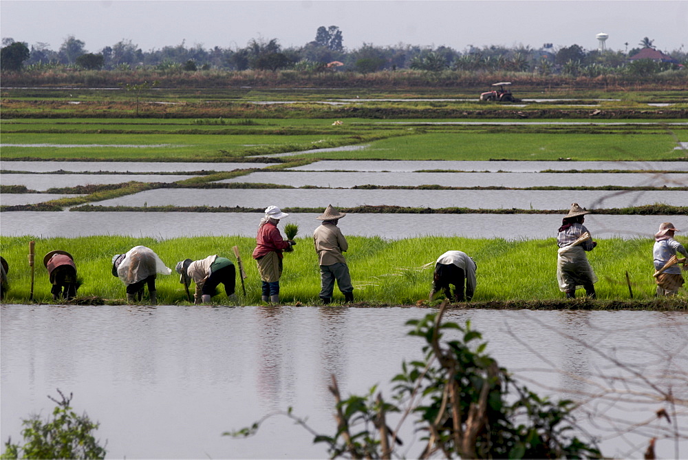 Rice plantations in the north of the country near Chiang Rai, Thailand, Southeast Asia, Asia