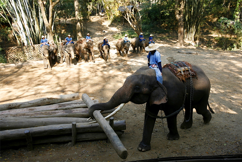 Demonstration at the Elephant training center, close to Chiang Mai, Thailand, Southeast Asia, Asia