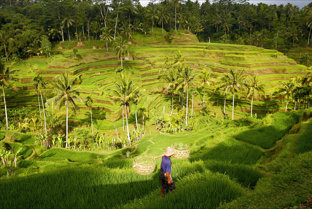 In the rice terraces of Kintamani, Bali, Indonesia, Southeast Asia, Asia