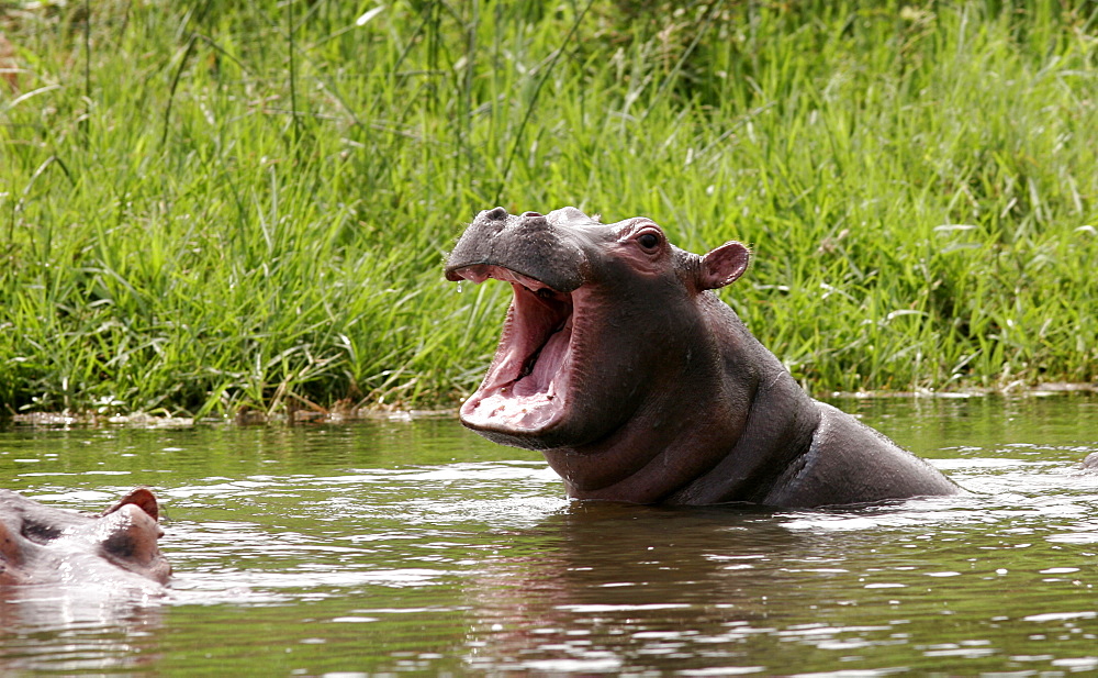 A Nile hippo on the Nile River around Murchison Falls, Murchison Falls National Park, Uganda, East Africa, Africa