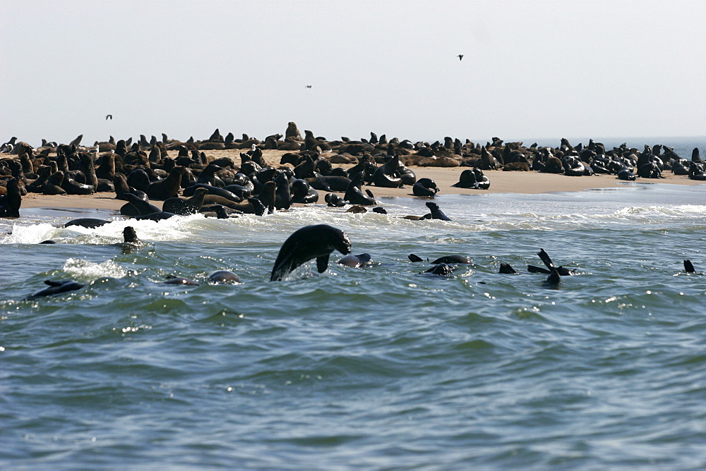 Colonies of sea lions on the beaches in the area of Walvis Bay, near Swakopmund, Skeleton coast, Namibia, Africa