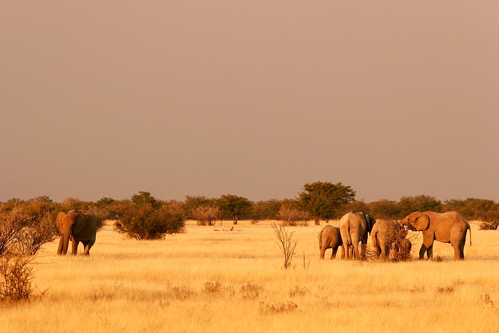 Elephants going to the waterhole in late afternoon, Etosha, Namibia, Africa