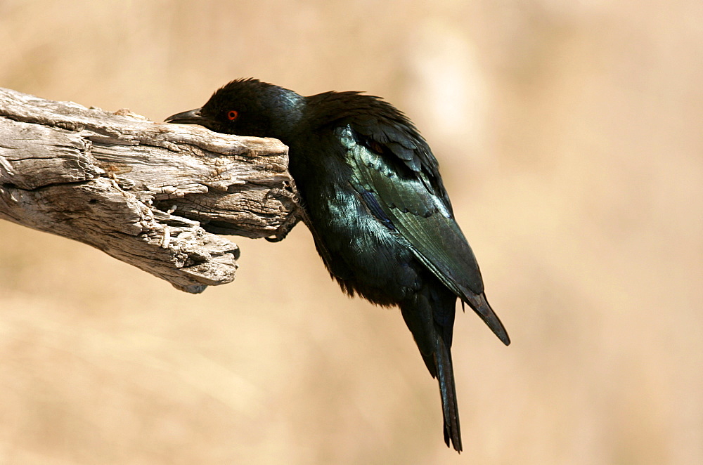 A black-head hummingbird, Namib Desert, Namibia, Africa
