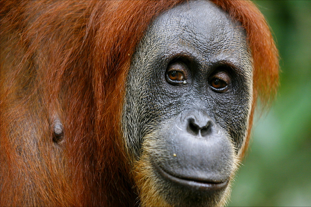 Orang-utan in the Bohorok forest, Bukit Lawang, Sumatra, Indonesia, Southeast Asia, Asia