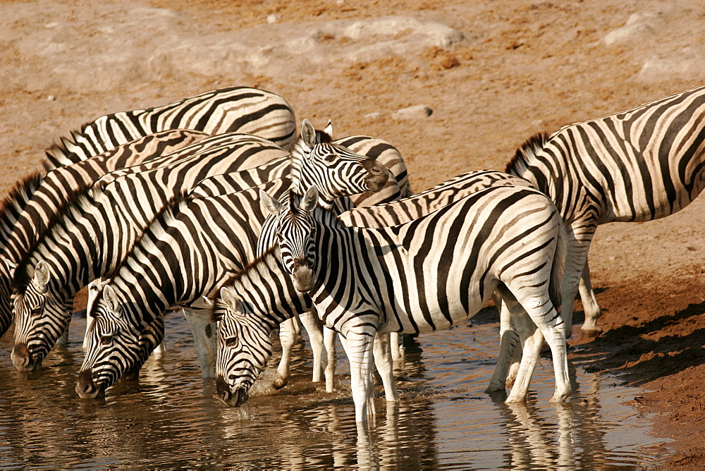 Zebras at a waterhole in Etosha, Namibia, Africa