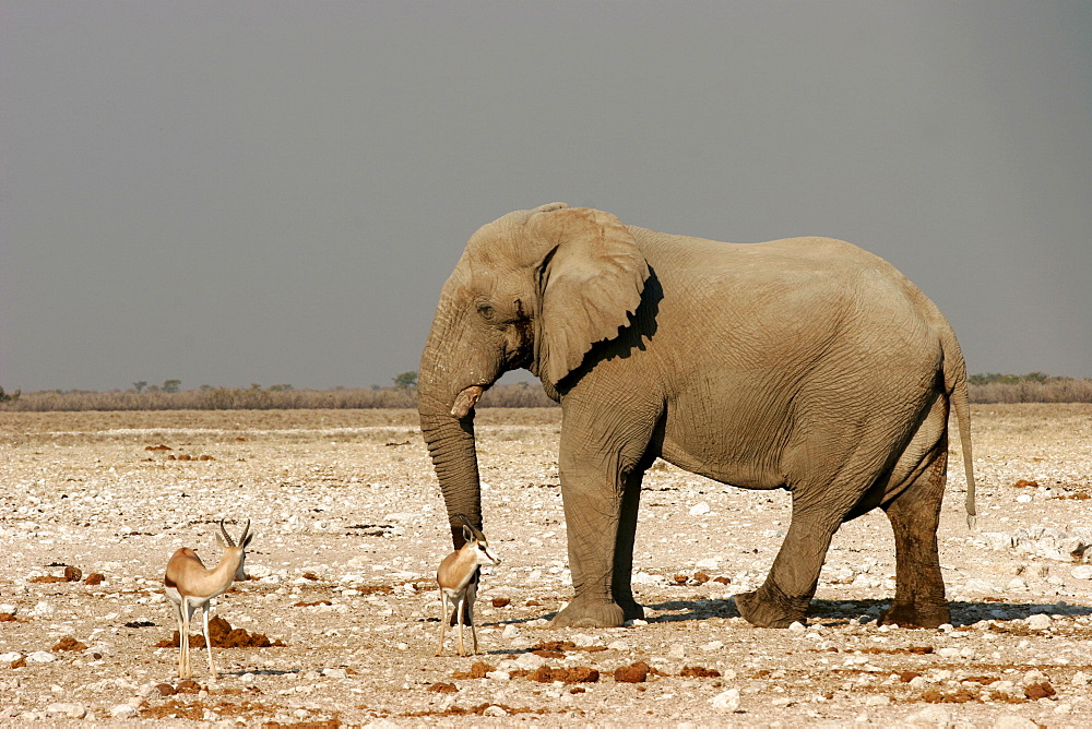 An elephant and two springboks close to a waterhole in Etosha, Namibia, Africa