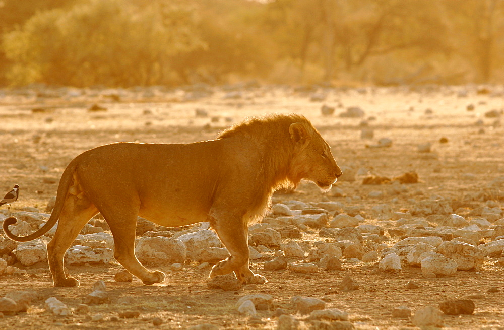 A lion in Etosha National Park, Namibia, Africa