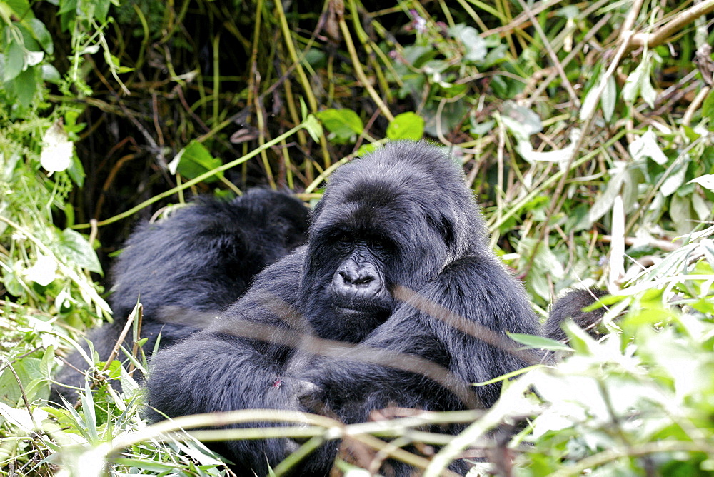 Mountain gorillas in the Virunga Mountains, Parc National des Volcans on the border of Congo, Uganda and Rwanda, Rwanda, Africa