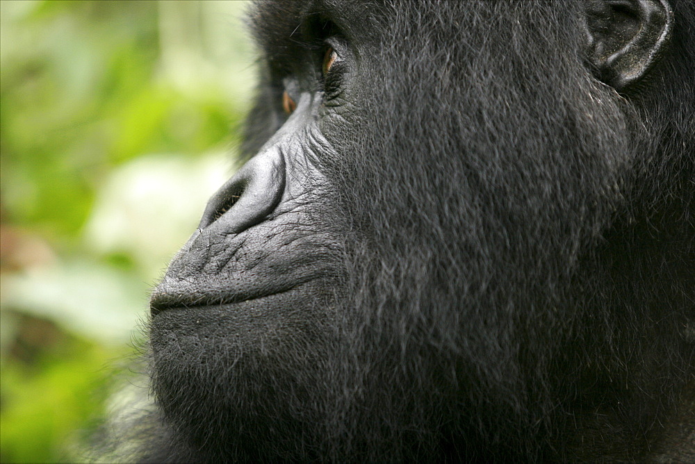 Mountain gorillas in the Virunga Mountains, Parc National des Volcans on the border of Congo, Uganda and Rwanda, Rwanda, Africa