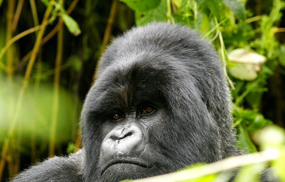 Mountain gorillas in the Virunga Mountains, Parc National des Volcans on the border of Congo, Uganda and Rwanda, Rwanda, Africa