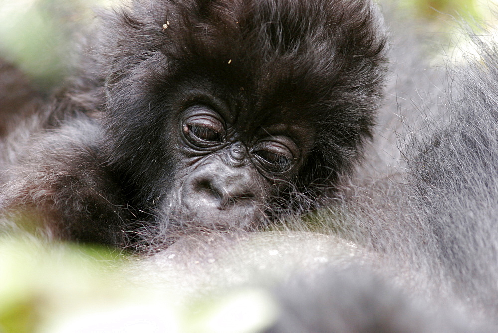 Mountain gorillas in the Virunga Mountains, Parc National des Volcans on the border of Congo, Uganda and Rwanda, Rwanda, Africa