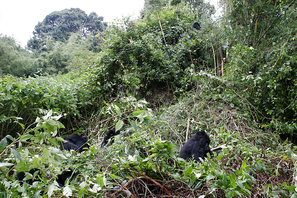 Mountain gorillas in the Bwindi forest near to the border with Rwanda and Congo, UNESCO World Heritage Site, Uganda, East Africa, Africa