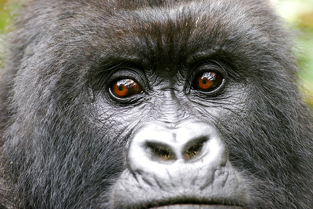 Male mountain gorilla in the Bwindi Forest close to the border with Rwanda and Congo, UNESCO World Heritage Site, Uganda, Africa