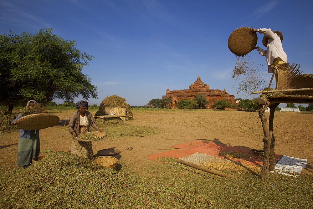 Agricultural workers at Bagan, Myanmar (Burma), Asia