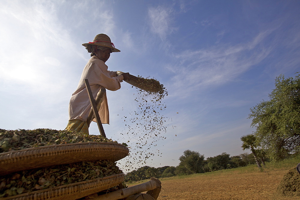 Agricultural worker at Bagan, Myanmar (Burma), Asia