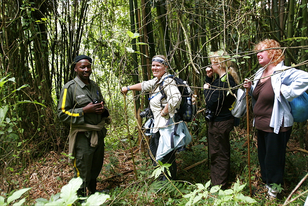 A small group in the forest tracking gorillas in the Virunga mountains, from the small village of Ruhengeri, Rwanda, Africa