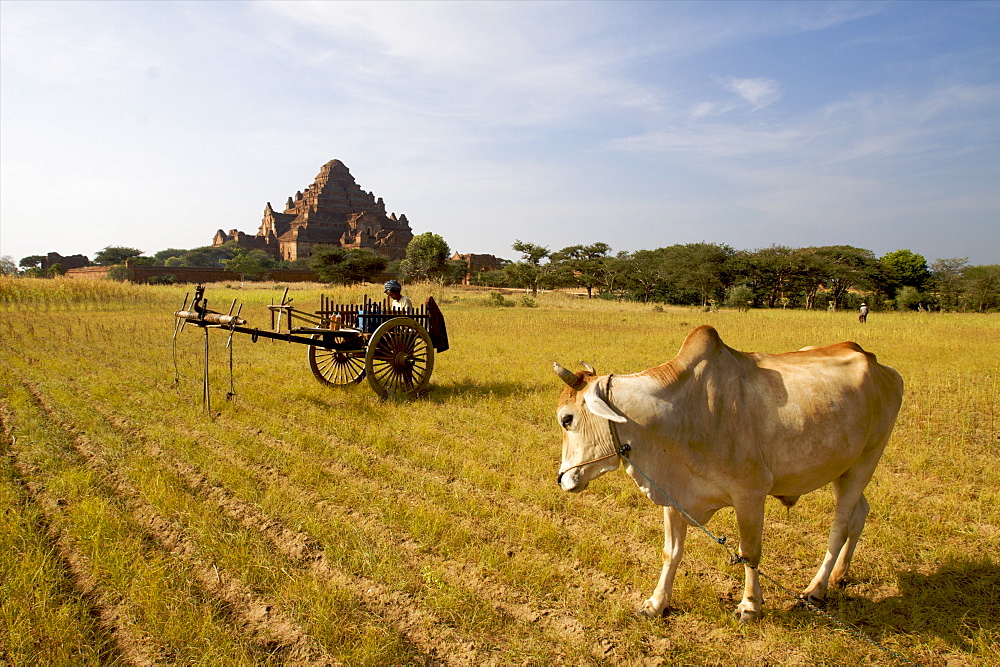 View across farmland to the Bagan temples, Myanmar (Burma), Asia