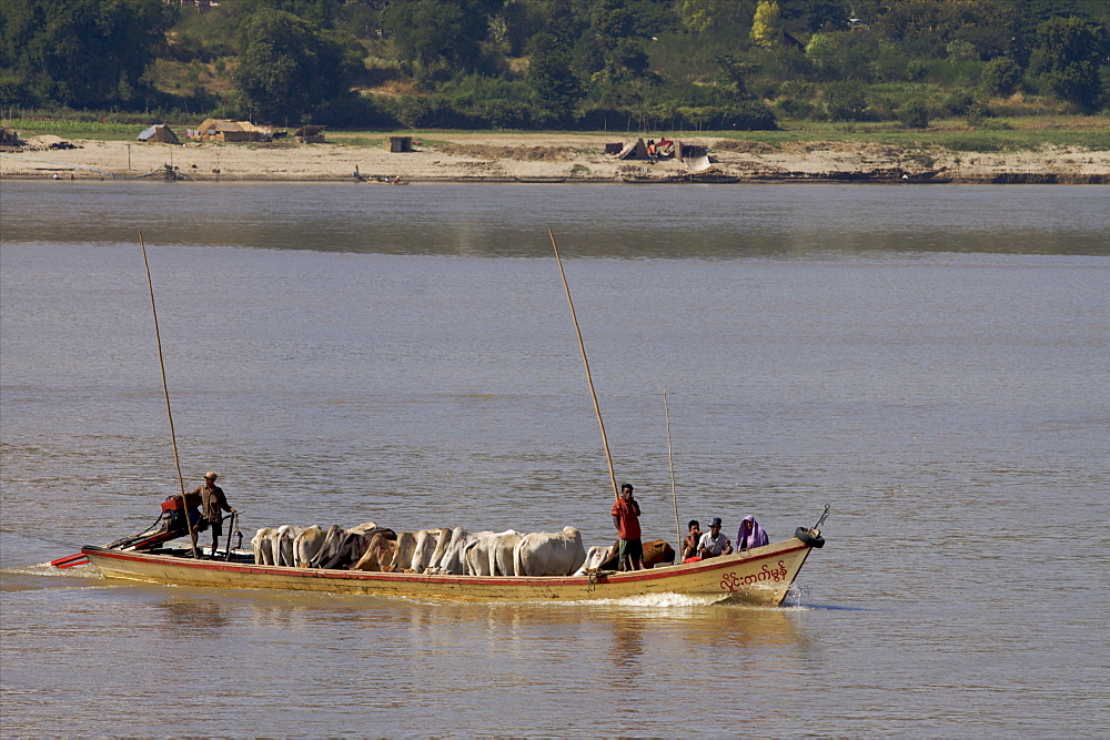 Cows travelling on the Irrawaddy River, Myanmar (Burma), Asia