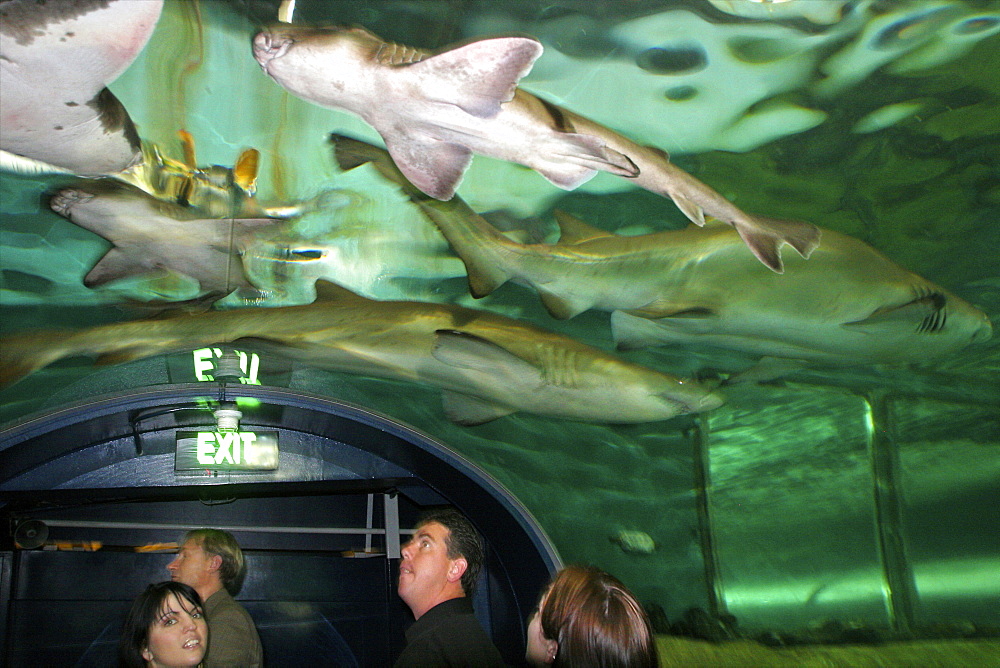 In the shark area at the Aquarium of Sydney, Sydney, New South Wales, Australia, Pacific