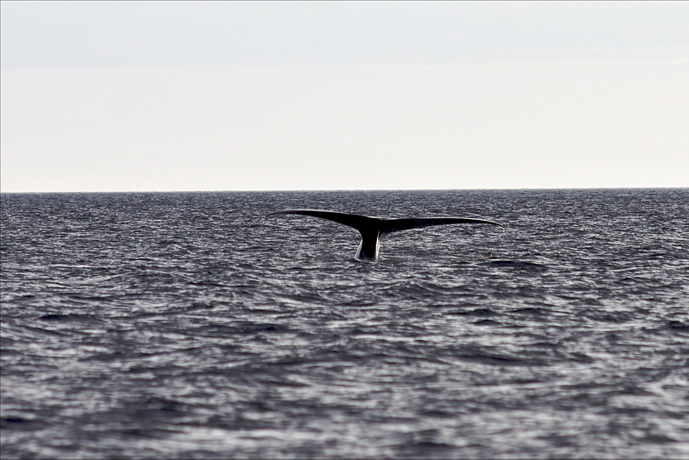 A blue whale diving deep after feeding on the St. Lawrence River, close to Les Bergeronnes, Quebec, Canada, North America