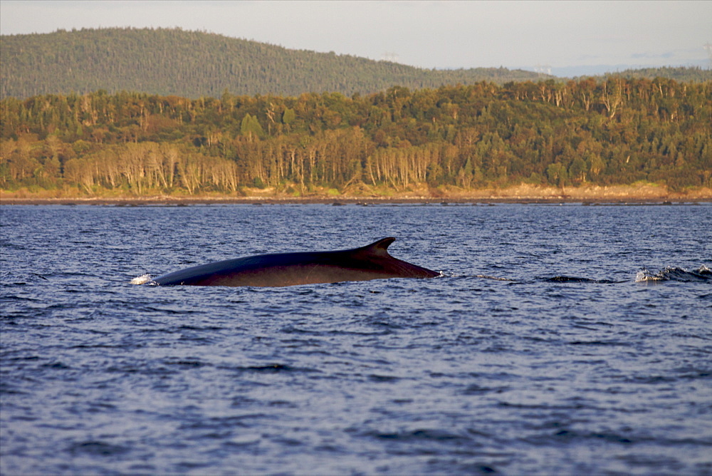 A fin whale at dawn on the north coast of the St. Lawrence River, Les Bergeronnes, Quebec Canada, North America