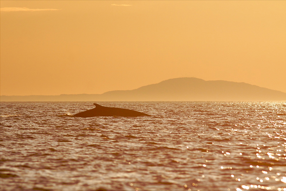 A fin whale at dawn on the St. Lawrence River around Les Bergeronnes, Quebec Canada, North America