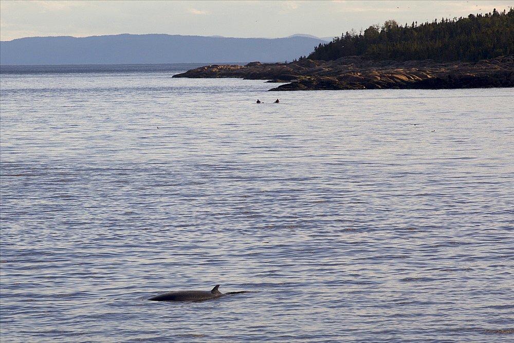 Looking for whales at dawn on the Saint-Laurent river, in the Marine Park of the Saguenay Saint-Laurent, Les Bergeronnes, Quebec, Canada, North America