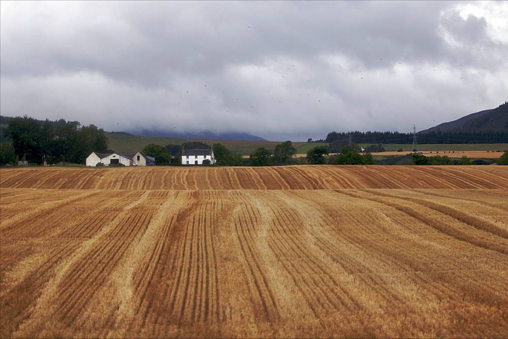 A field of barley used for malt in the Highlands, Scotland, United Kingdom, Europe