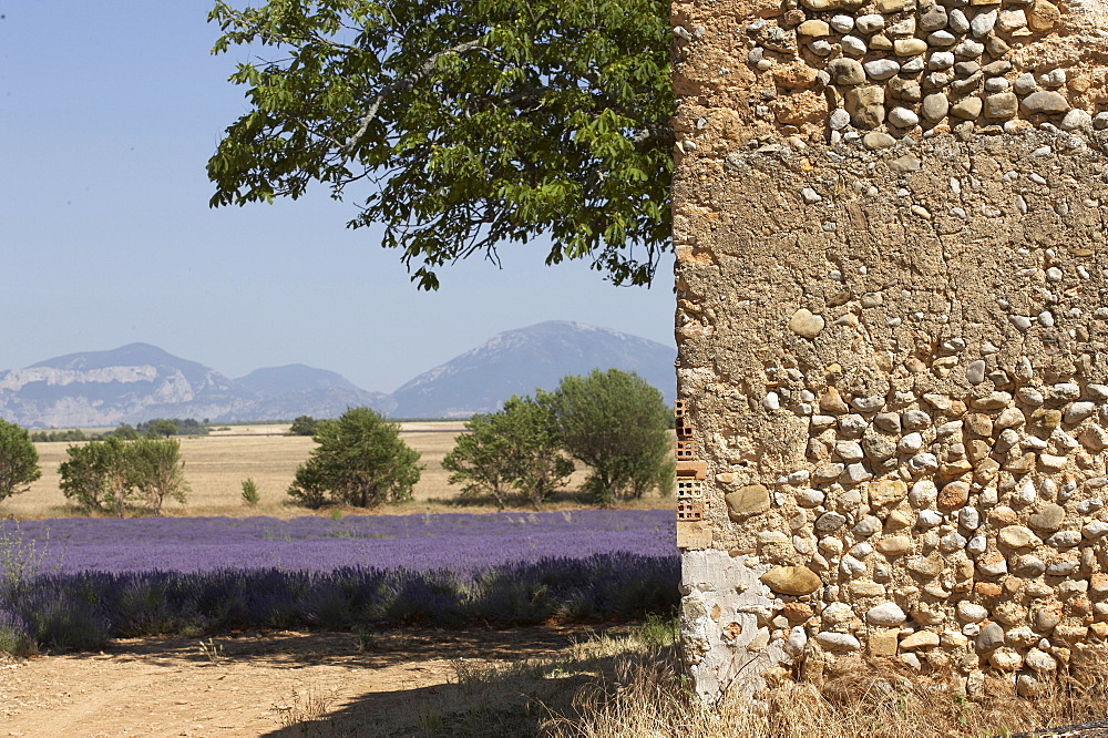 Lavender fields and rustic wall, Provence, France, Europe