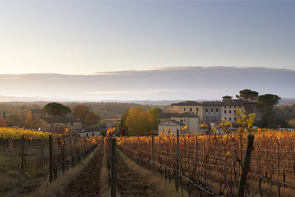 Autumn mist over the vineyards, Castelnuovo Berardenga, Tuscany, Italy, Europe