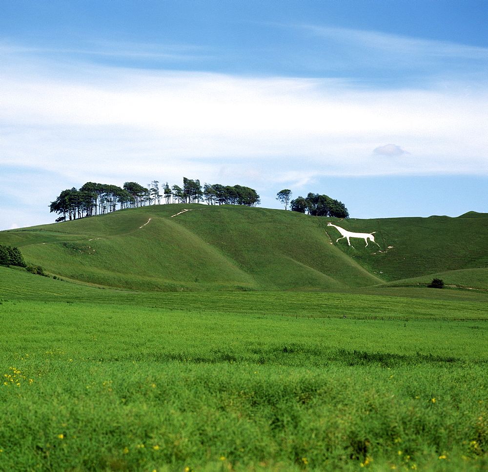 White Horse, Cherhill, Wiltshire, England, United Kingdom, Europe