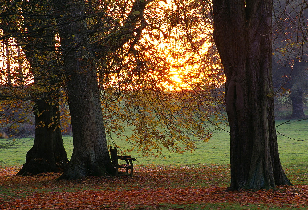 A seat in the woodland garden, Harcourt Arboretum, Oxfordshire, England, United Kingdom, Europe