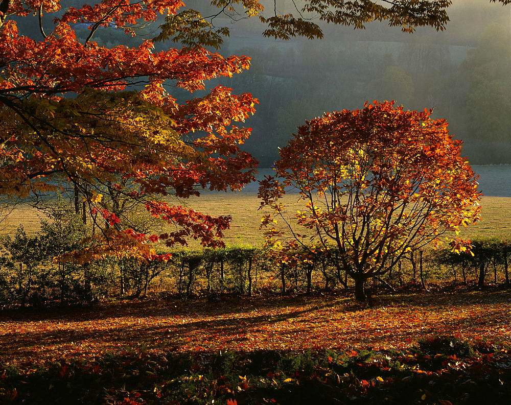 Evening light shining on oak trees (Quercus Rubra) and chestnut leafed oak (Quercus Castaneifolia), Arley Arboretum, Worcestershire, England, United Kingdom, Europe