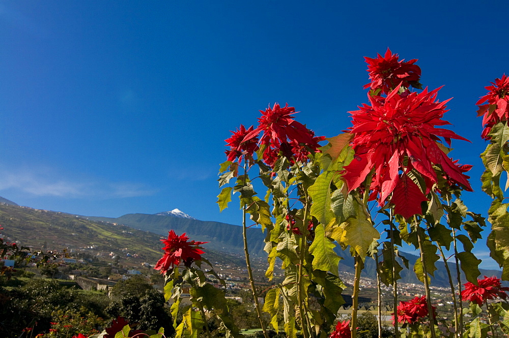 Beautiful flowers in front of the volcano El Teide, Tenerife, Canary Islands, Spain, Europe