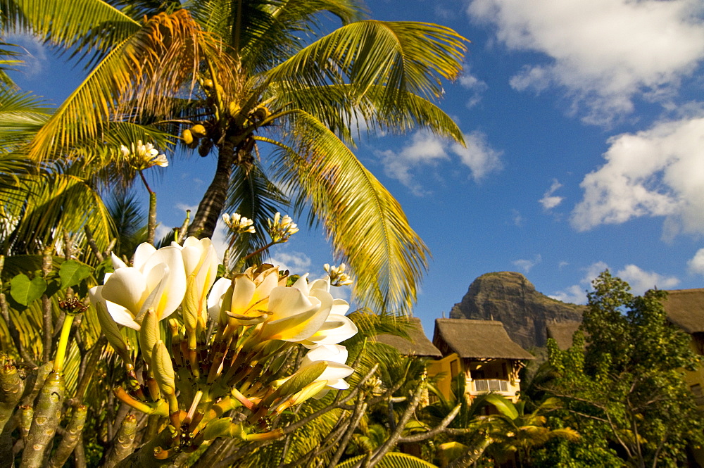 Blooming flower in the garden of Beachcomber Le Paradis, near Mont Brabant, Mauritius, Indian Ocean, Africa