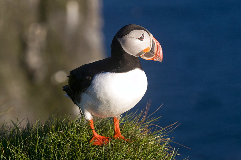 Atlantic puffin (Fratercula arctica), Latrabjarg, Westfjords, Iceland, Polar Regions