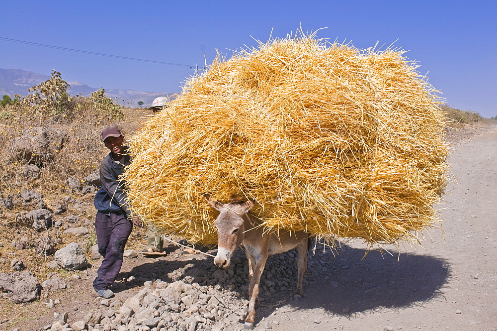 Donkey loaded with hay, Eastern Ethiopia, Africa