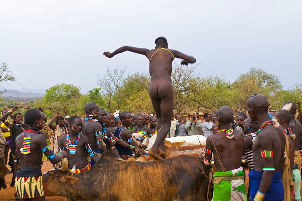 Young Hamer boy running above bulls to become a full adult, Jumping of the Bull ceremony, Omo Valley, Ethiopia, Africa