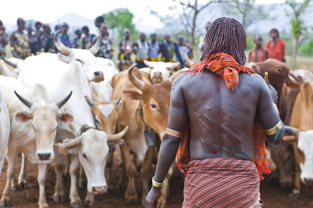 Bleeding Hamer woman after being whipped, Jumping of the Bull ceremony, Omo Valley, Ethiopia, Africa