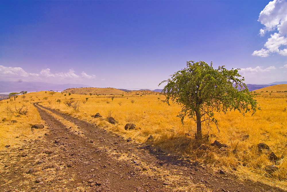 Road leading in the Nechisar National Park, Ethiopia, Africa