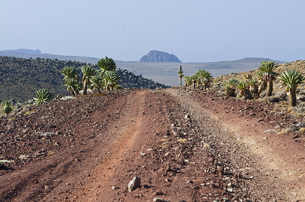 View from Tulu Deemtu, second highest mountain in Ethiopia, Bale Mountains, Ethiopia, Africa