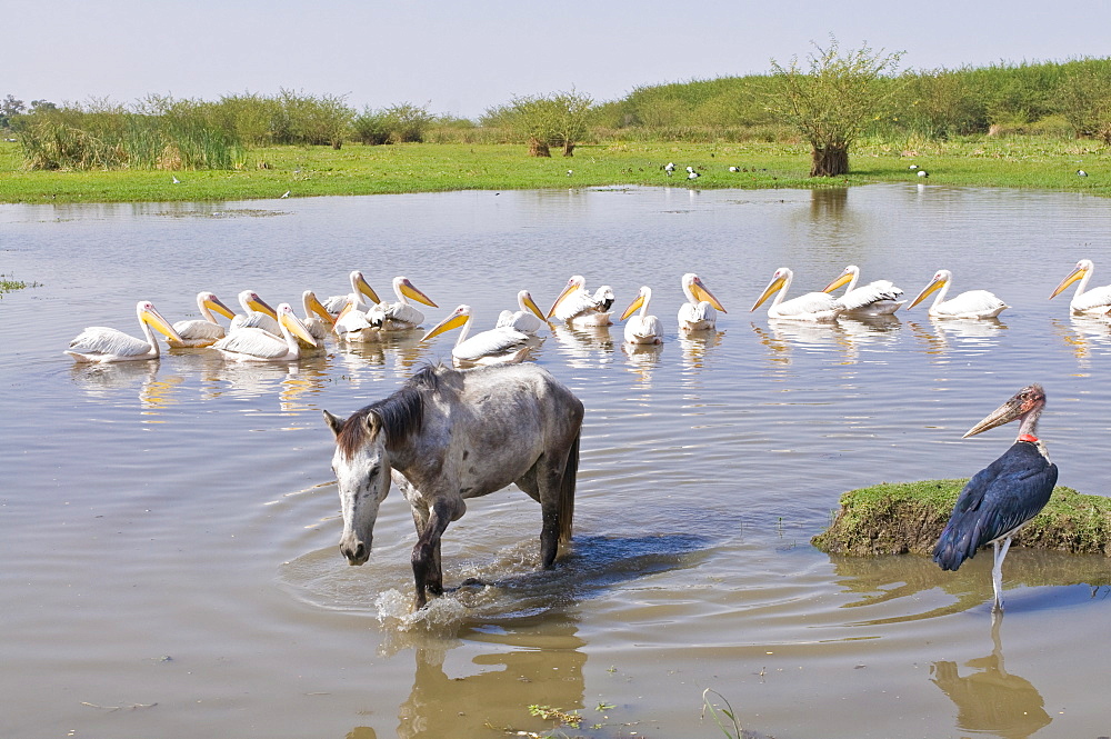 Horse and pelicans in the Abiata-Shala National Park, Ethiopia, Africa