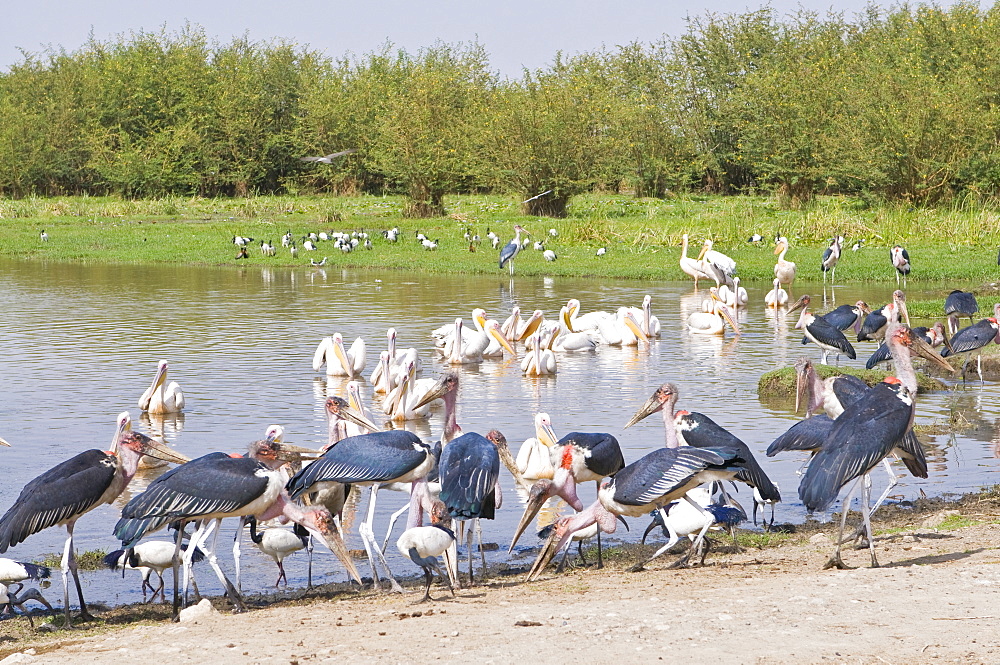 Marabu storks in the Abiata-Shala National Park, Ethiopia, Africa