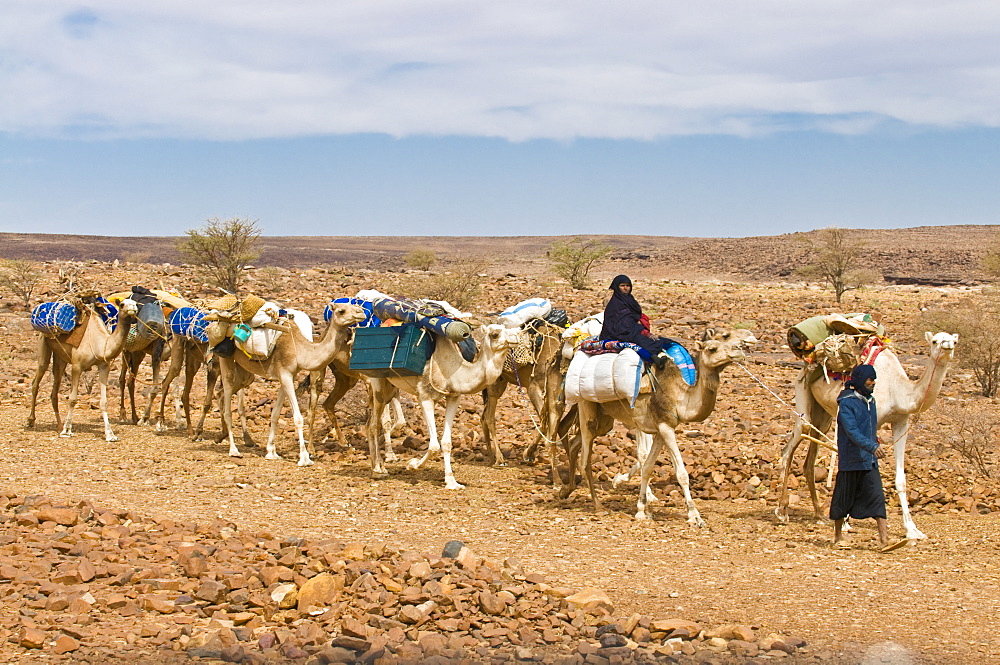 Camel caravan riding through the stone desert near Atar, Mauritania, Africa