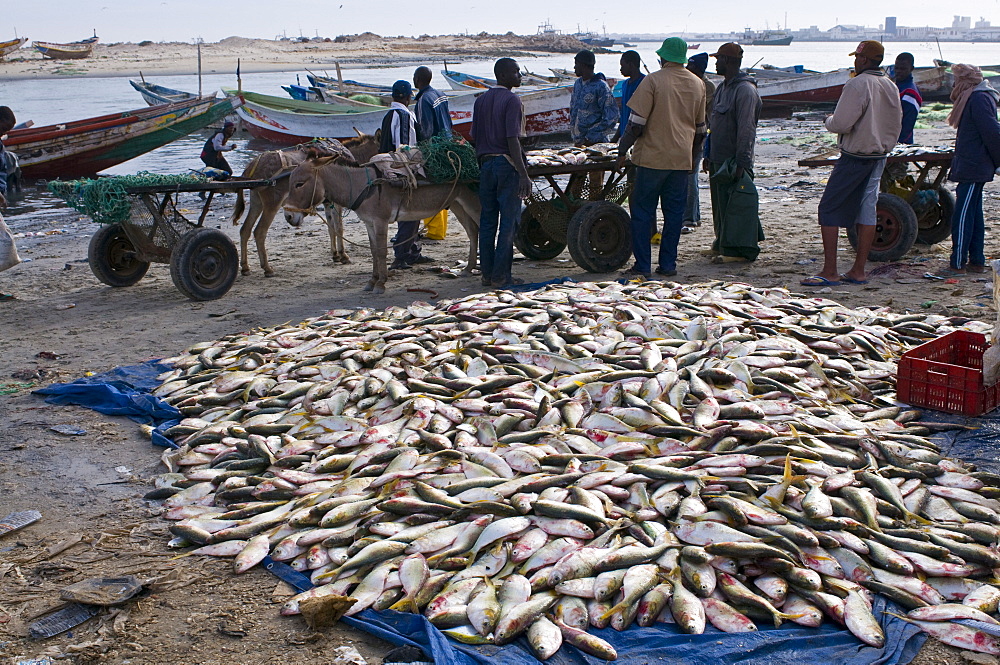 Fish for sale laid out on the ground at the fish market, Nouadhibou, Mauritania, Africa