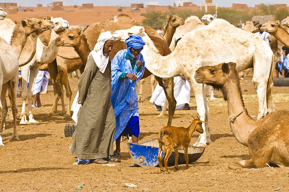 Men trading camels at the camel market of Nouakchott, Mauritania, Africa