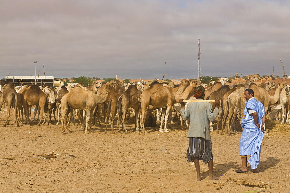 Men trading camels at the camel market, Nouakchott, Mauritania, Africa