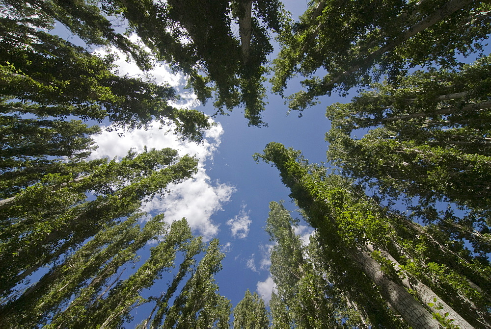 Tree tops in the Agha Khan founded park of Khorog, Wakhan Corridor, Tajikistan, Central Asia, Asia