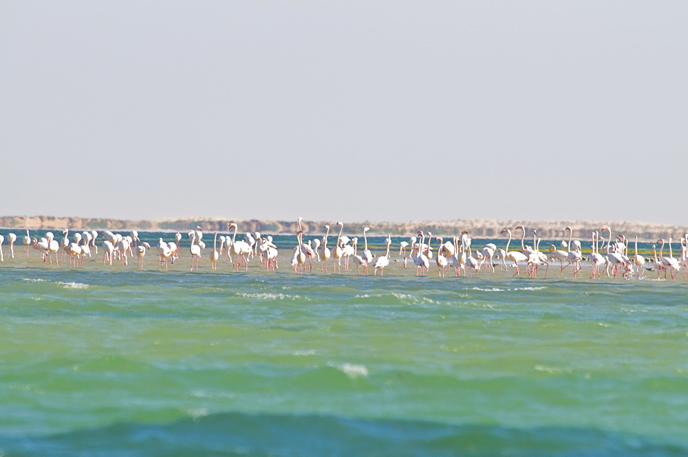 Flamingos (Phoenicopteridae) standing on a sandbank of the Banc d'Arguin, UNESCO World Heritage Site, Mauritania, Africa