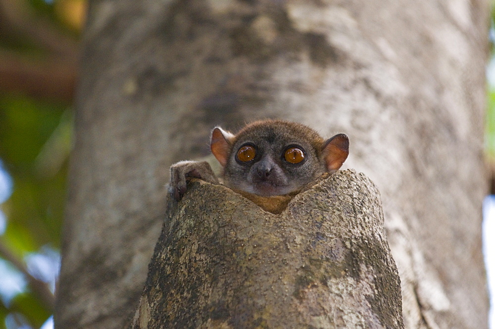 Lepilemur ankaranensis (Ankarana Sportive lemur), Ankarana National Park, Madagascar, Africa